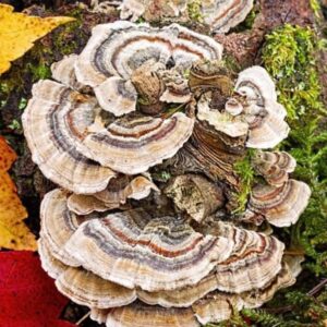 Turkey Tail Mushroom Tincture Double Extraction
